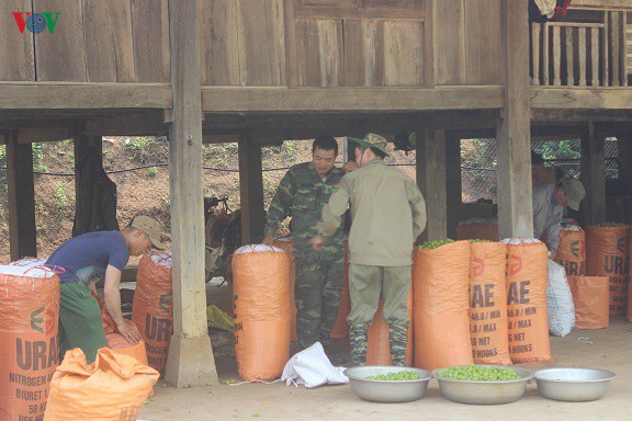 man tam hoa duoc mua – mat gia, ca nghin ho dan son la lao dao hinh 3
