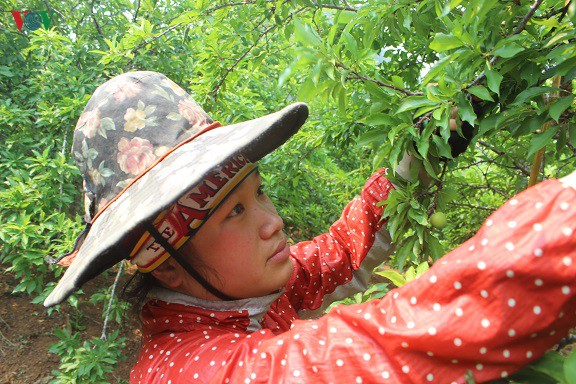 man tam hoa duoc mua – mat gia, ca nghin ho dan son la lao dao hinh 6