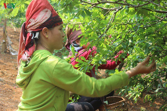 man tam hoa duoc mua – mat gia, ca nghin ho dan son la lao dao hinh 8