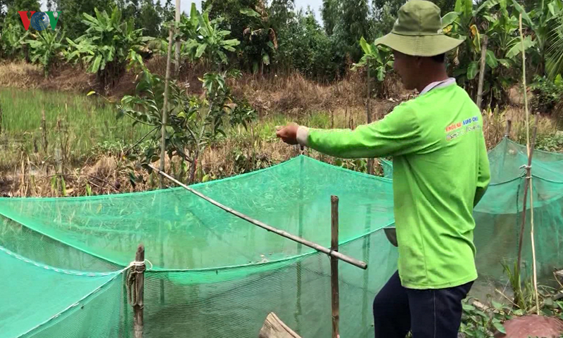 nong dan hau giang gap kho vi chua tha duoc ca len ruong nuoi hinh 1