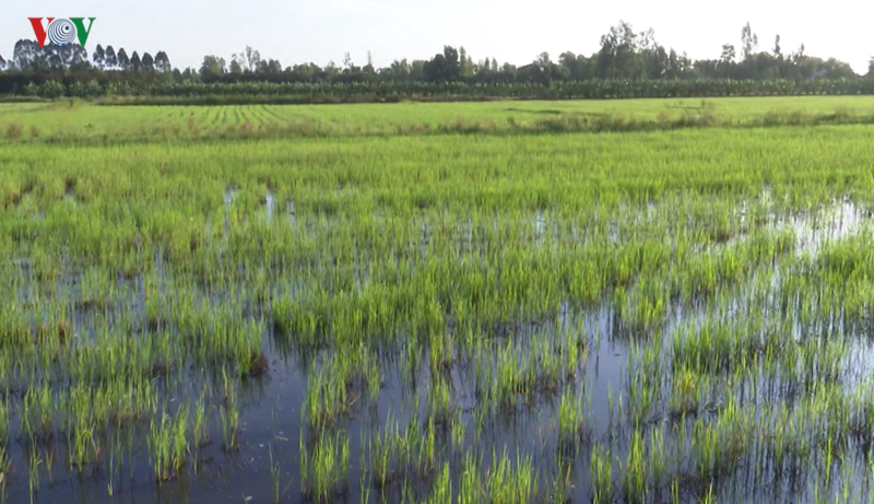 nong dan hau giang gap kho vi chua tha duoc ca len ruong nuoi hinh 2