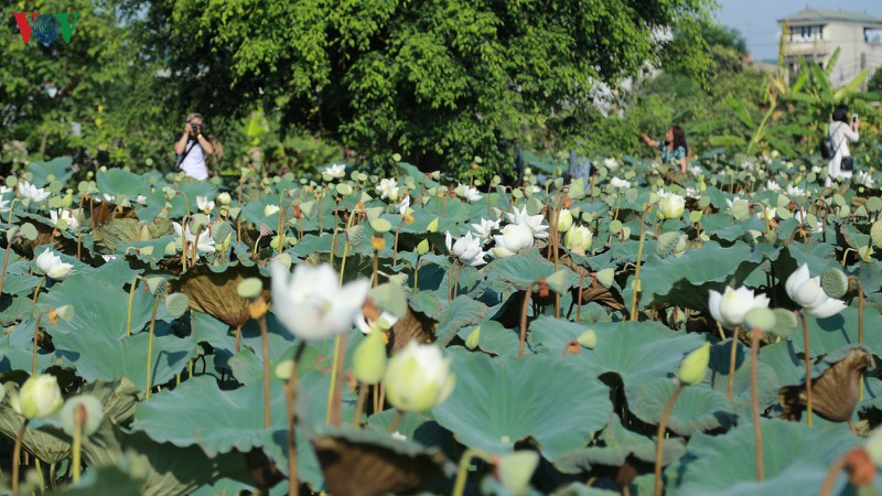 chu dam sen trang thu tien trieu moi ngay hinh 1