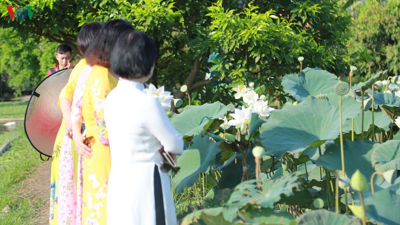 chu dam sen trang thu tien trieu moi ngay hinh 4