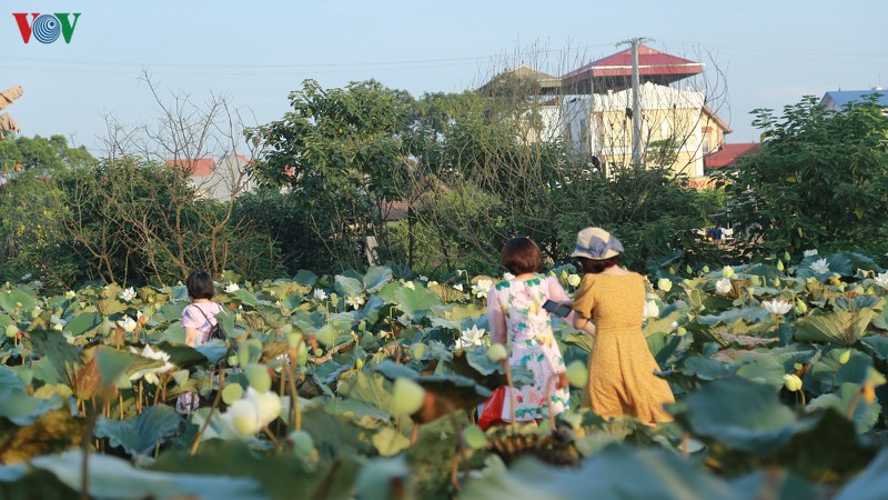 chu dam sen trang thu tien trieu moi ngay hinh 5