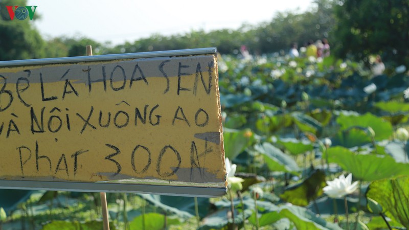 chu dam sen trang thu tien trieu moi ngay hinh 6