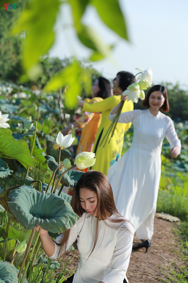 chu dam sen trang thu tien trieu moi ngay hinh 7