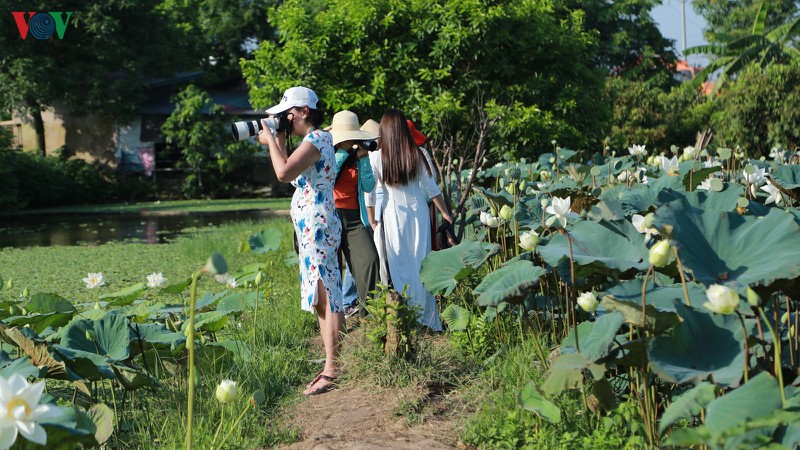 chu dam sen trang thu tien trieu moi ngay hinh 8