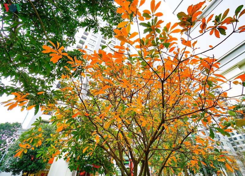 ngam ha noi dep lang man vao mua cay thay la hinh 4