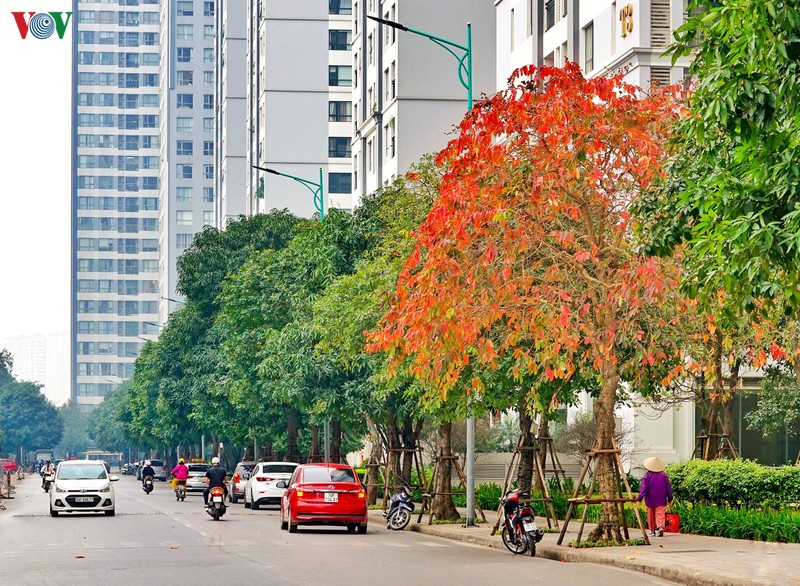 ngam ha noi dep lang man vao mua cay thay la hinh 2