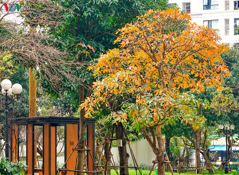 ngam ha noi dep lang man vao mua cay thay la hinh 12