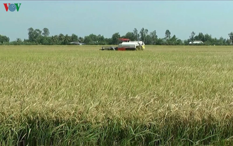 bac lieu nong dan boi thu vu lua dong xuan du han, man gay gat hinh 1