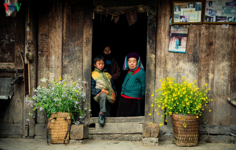 nhung mua hoa tren cao nguyen da ha giang hinh 1