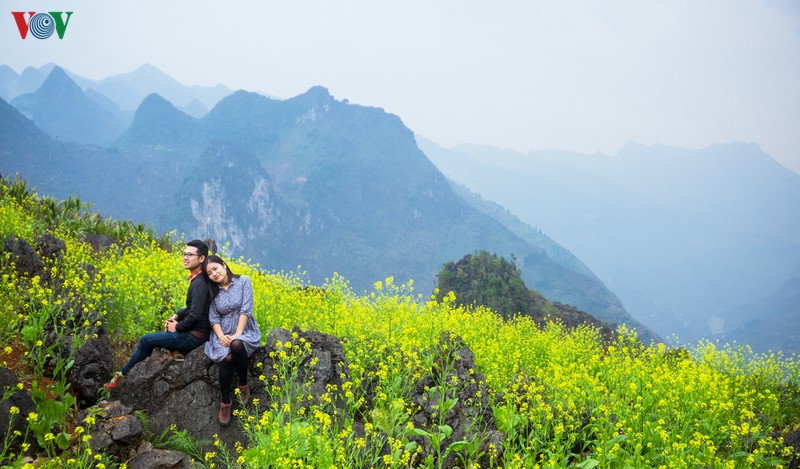 nhung mua hoa tren cao nguyen da ha giang hinh 8