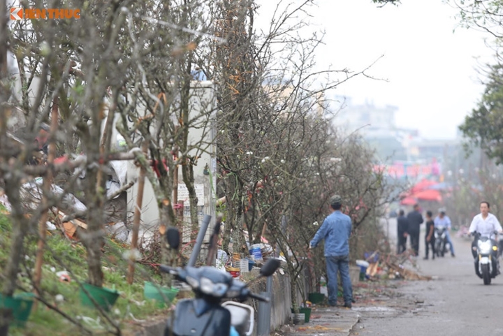 sau tet, hoa le rung dat do van co nhieu nguoi mua  hinh 1