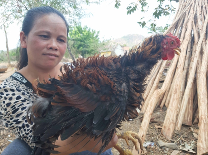 ro "mot" nuoi ga long nguoc gia hang trieu dong hinh 5