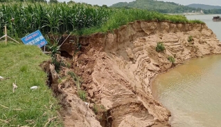 Sạt lở đất hoa màu của người dân do khai thác cát trên sông Mã