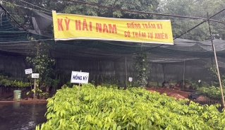 Kỳ Hải Nam một loại cây nhập lậu được buôn bán công khai 