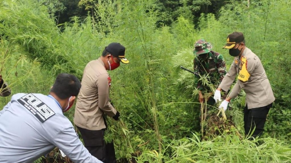 canh_sat_indonesia_dang_nho_bo_canh_dong_can_sa-_anh_minh_hoa_nguon_canh_sat_indonesia_1.jpeg