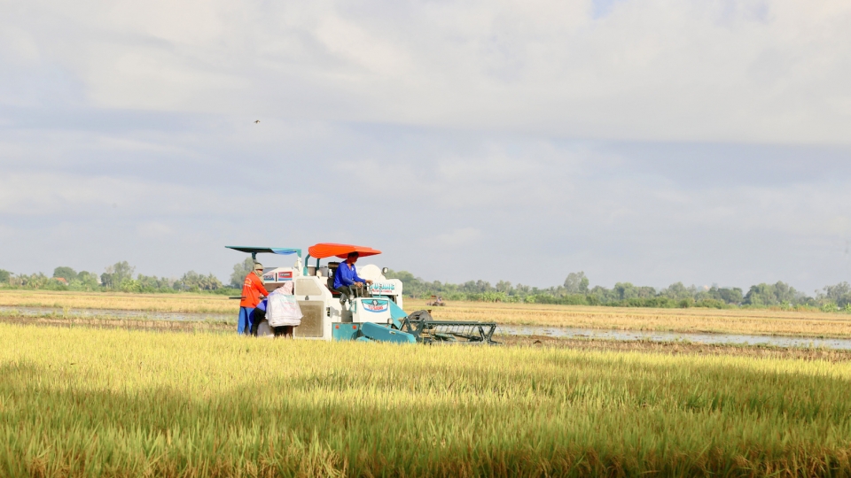 Vùng ĐBSCL khẳng định vị thế trong đảm bảo an ninh lương thực.JPG