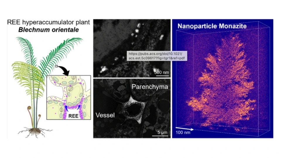 Hình ảnh minh họa quá trình dương xỉ khoáng hóa đất hiếm của Viện Địa hóa học Quảng Châu thuộc Viện Hàn lâm Khoa học Trung Quốc.jpeg