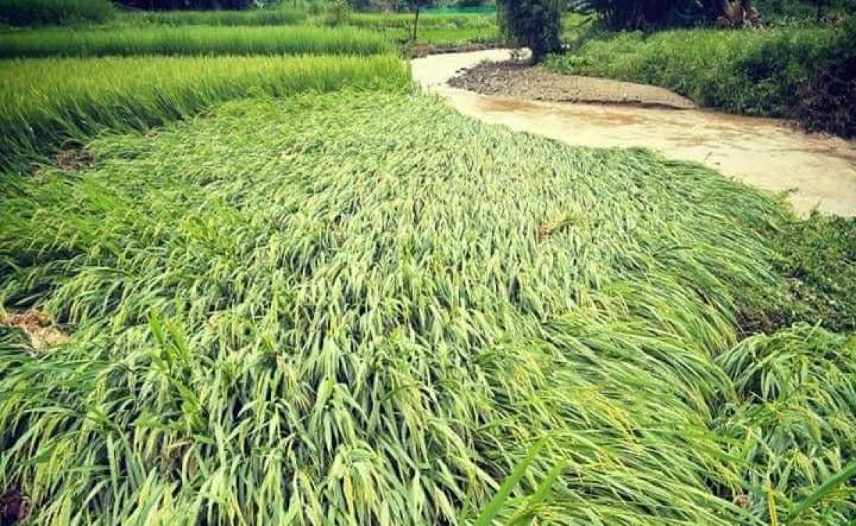 Nhiều diện tích lúa bị ngập úng, hư hỏng