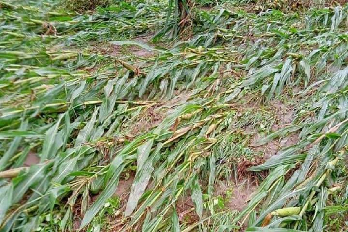 Nhiều diện tích ngô bị gãy đổ