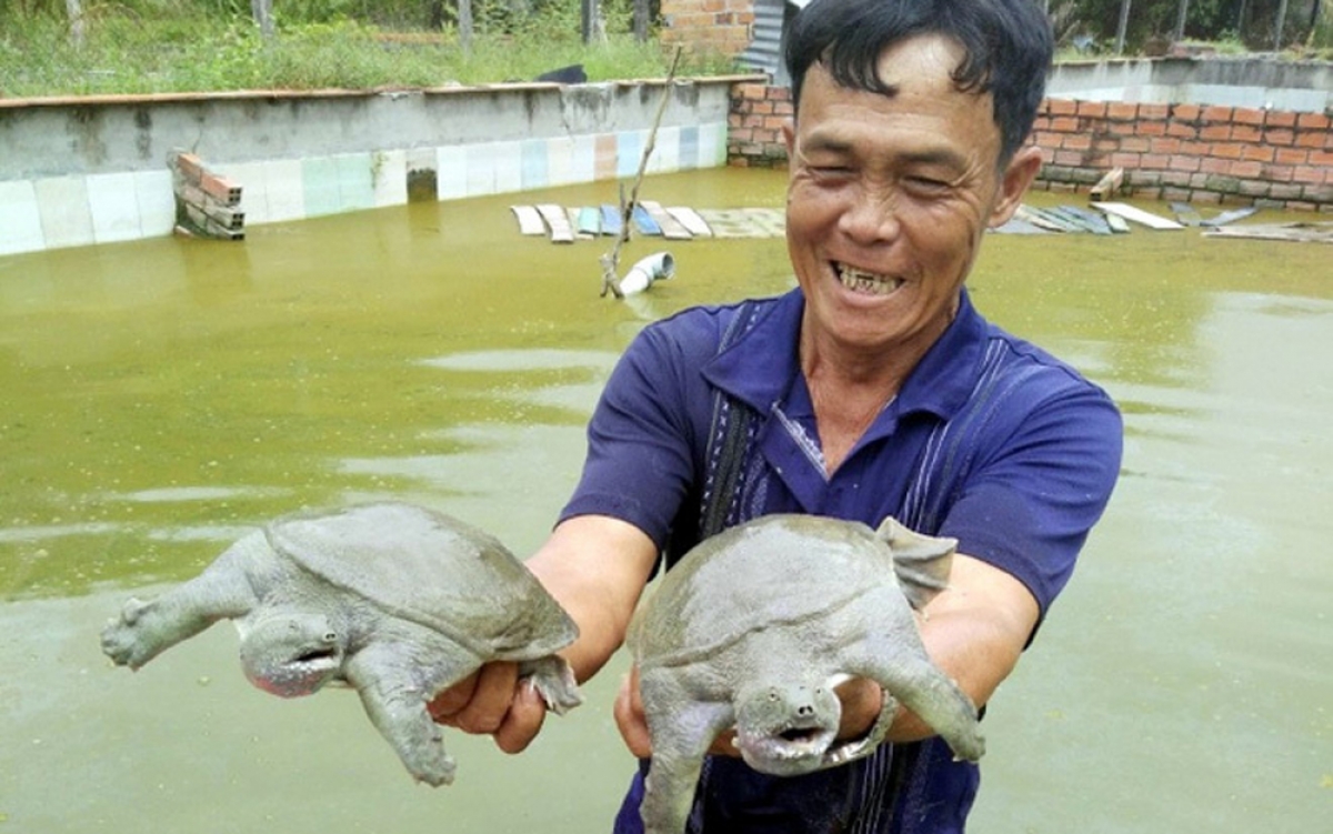 Gia đình nông dân tại huyện Dương Minh Châu, tỉnh Tây Ninh đã mạnh dạn đầu tư nuôi ba ba. Đến nay, gia đình đã sở hữu 10 ao nuôi ba ba với quy mô 10.000 nghìn con, mỗi đợt thu hoạch cho thu nhập không dưới 1 tỷ đồng. (Ảnh: Dân Việt)