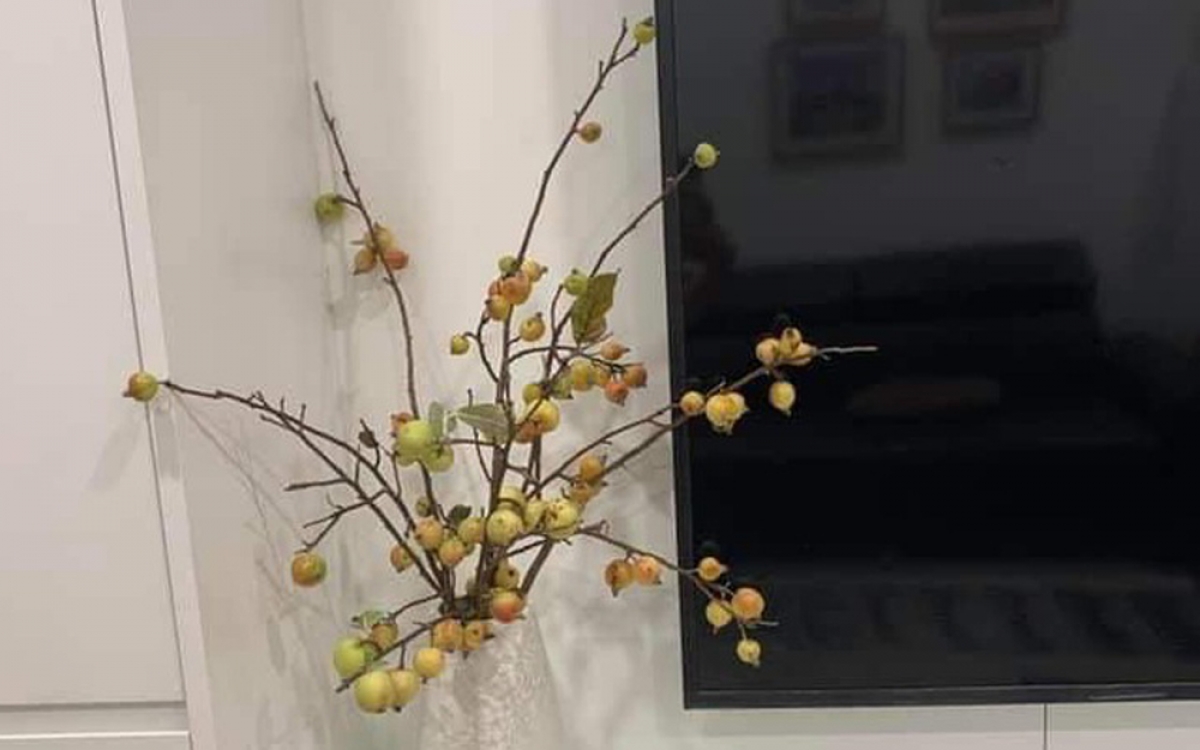 Đến khi lá héo và rụng, phần quả để khô vẫn có thể dùng trang trí. (Ảnh: Dân trí).