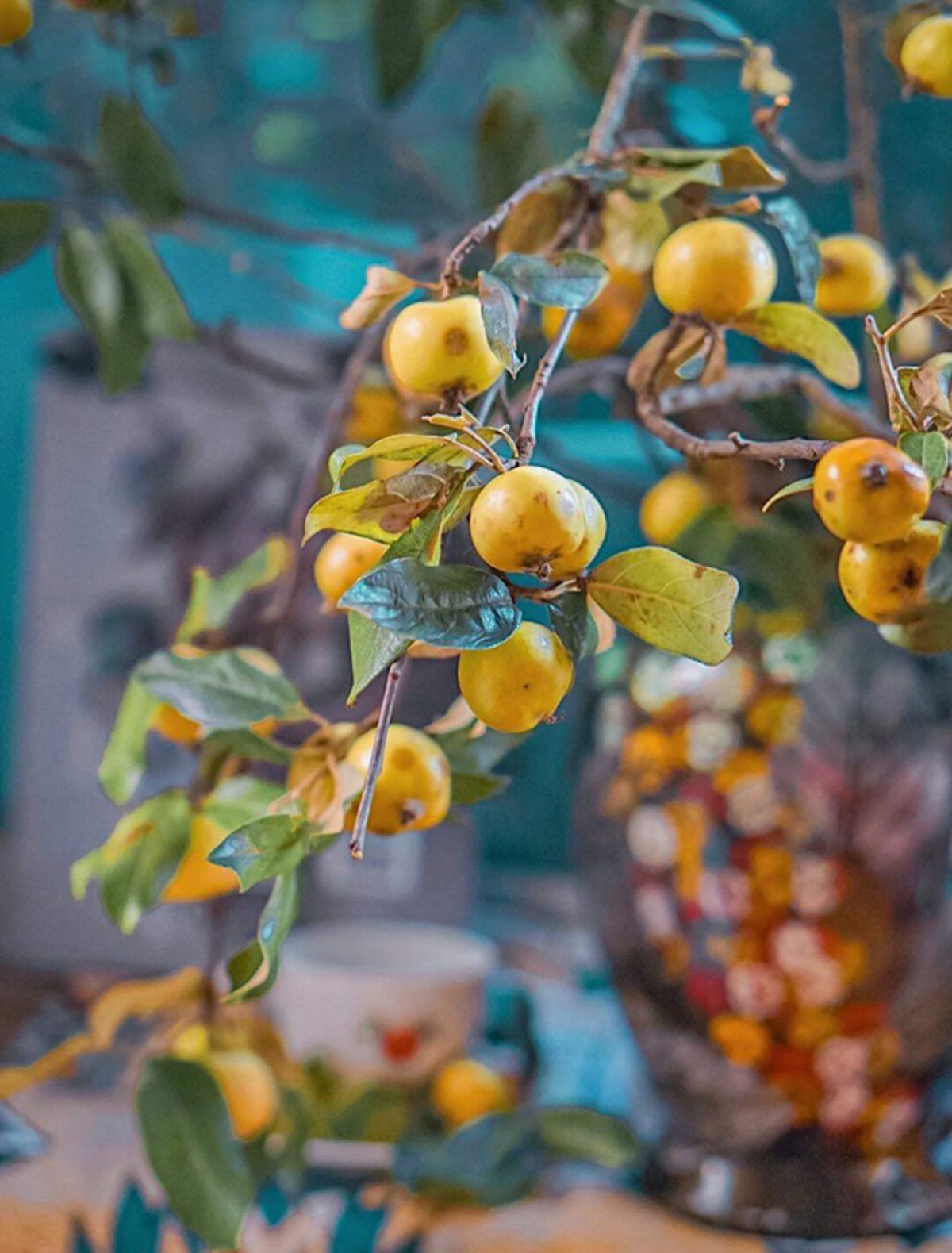 Cành táo mèo Tây Bắc được vận chuyển về Thủ đô bán "đắt như tôm tươi", dân buôn được dịp lãi đậm. (Ảnh: Dân trí)