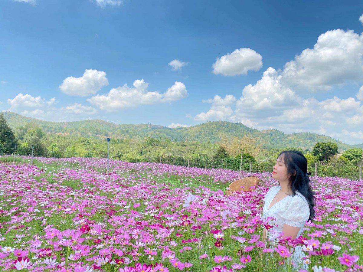 Cánh đồng hoa ở xã Ea Kao, thành phố Buôn Ma Thuột thu hút du khách đến tham quan.