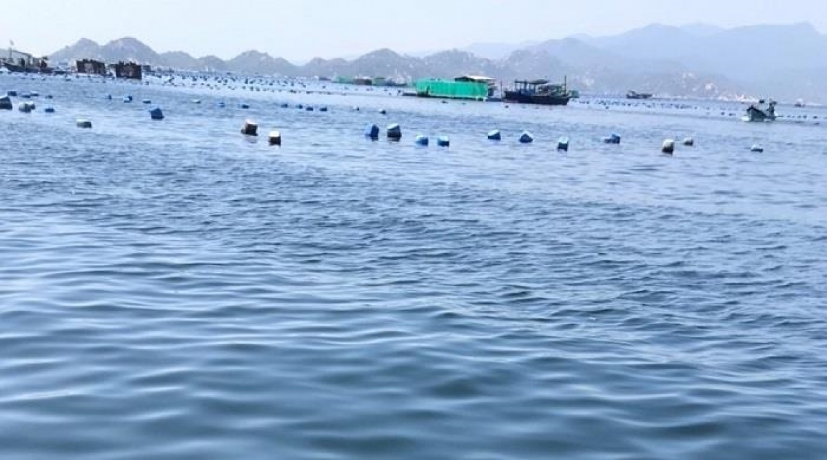 Những lồng nuôi tôm hàng ngày vẫn 