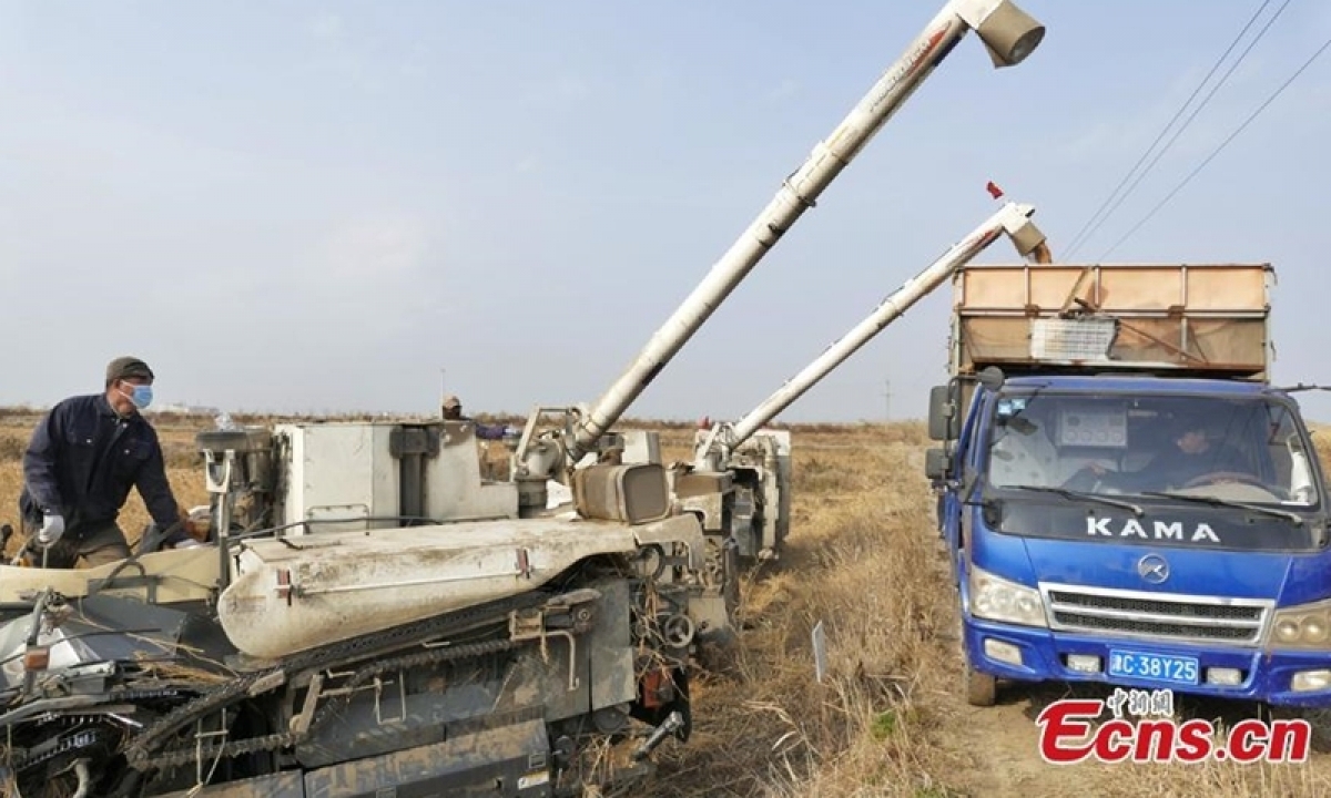 Công nhân thu hoạch lúa biển ở thành phố Thiên Tân, Trung Quốc ngày 15/11/2021. Ảnh: China News Service