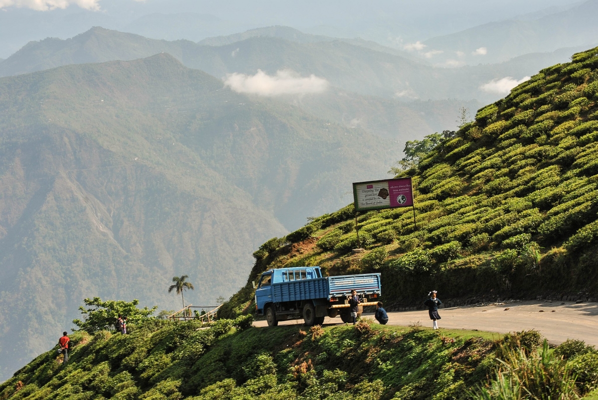 Đồi chè tại Darjeeling, Ấn Độ. Nguồn: Wikimedia