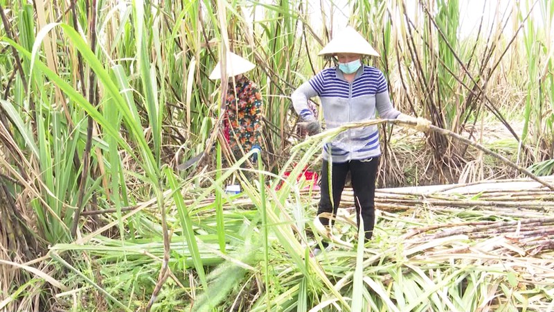 hang ngan ha mia se thiet hai neu nha may duong cham thu mua hinh 1