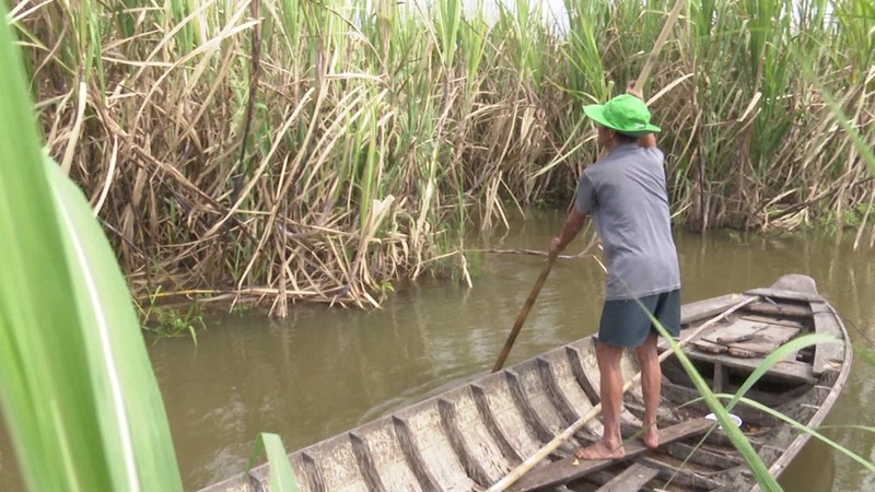 hang ngan ha mia se thiet hai neu nha may duong cham thu mua hinh 2
