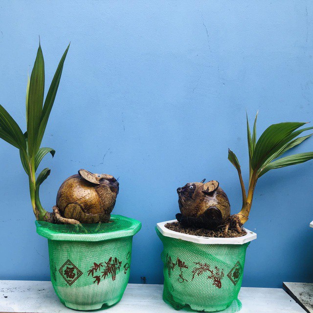 bonsai dua "ky la" co hinh chuot, lam ngan cay van "chay" hang dip tet hinh 1