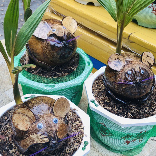 bonsai dua "ky la" co hinh chuot, lam ngan cay van "chay" hang dip tet hinh 2