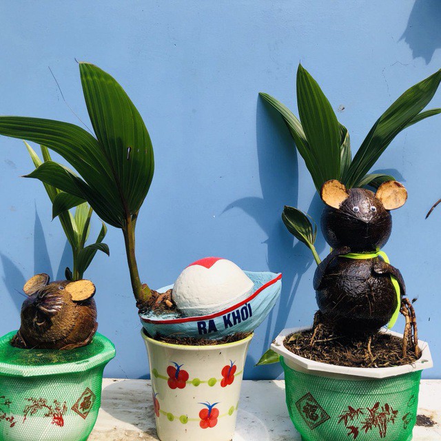 bonsai dua "ky la" co hinh chuot, lam ngan cay van "chay" hang dip tet hinh 3