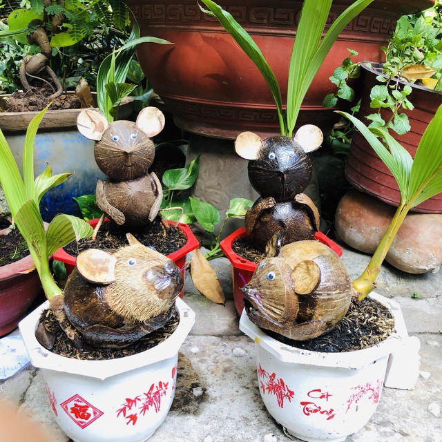 bonsai dua "ky la" co hinh chuot, lam ngan cay van "chay" hang dip tet hinh 4