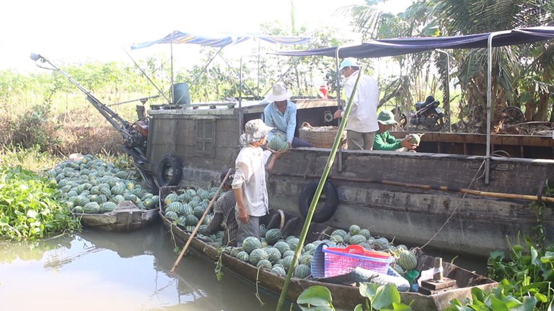 nong dan trong dua hau tet phan khoi vi trung mua trung gia hinh 2