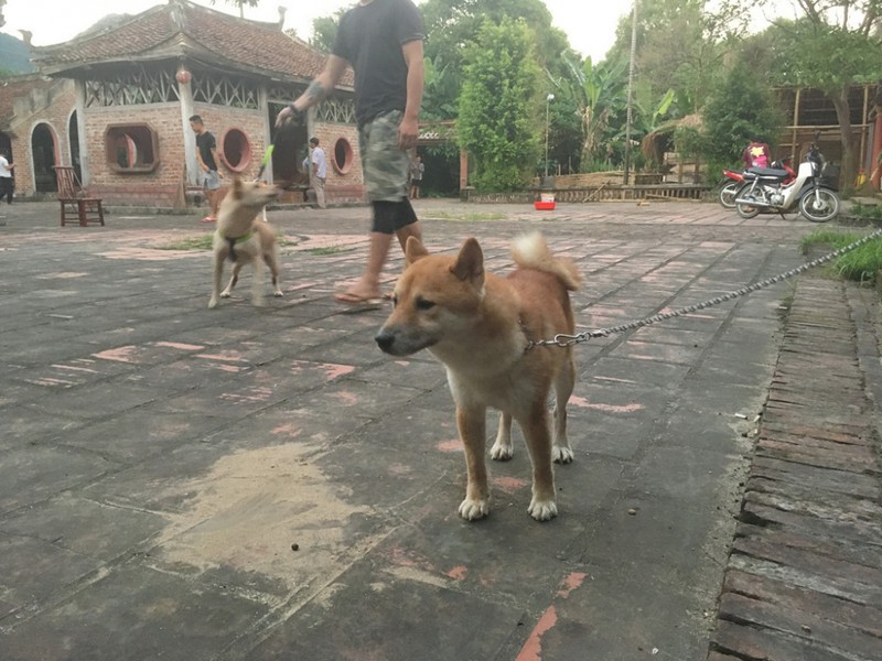 cong bo vai lao hac va dan dien vien phim "cau vang" hinh 2
