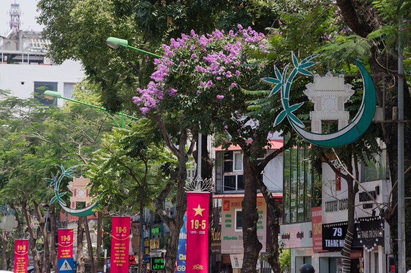 hoa bang lang khoe sac "nhuom tim" duong pho ha noi hinh 5