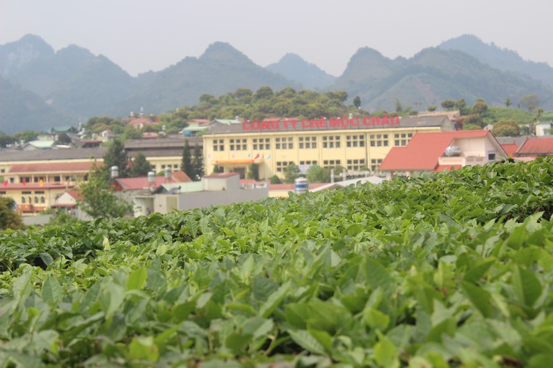 choang ngop truoc nhung doi che xanh ngut mat tren cao nguyen moc chau hinh 8