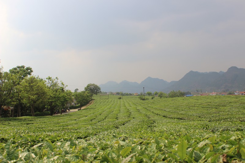 choang ngop truoc nhung doi che xanh ngut mat tren cao nguyen moc chau hinh 11