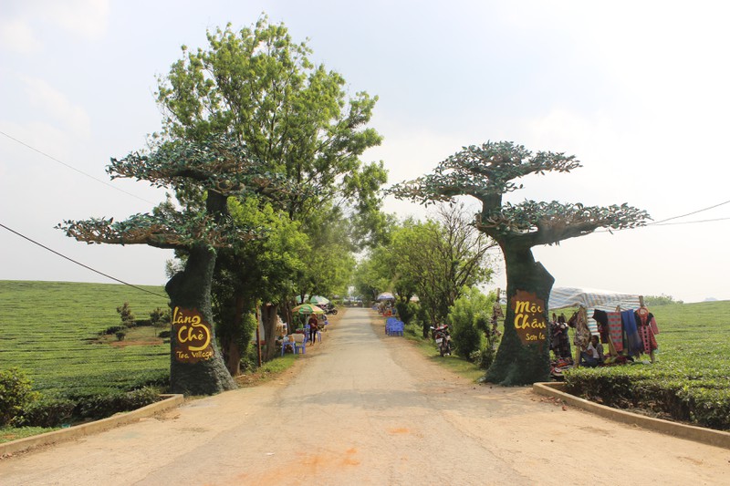 choang ngop truoc nhung doi che xanh ngut mat tren cao nguyen moc chau hinh 12
