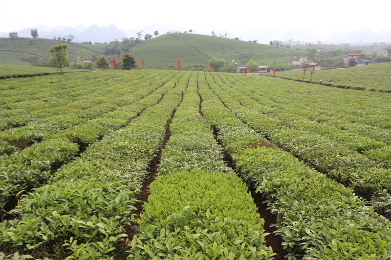choang ngop truoc nhung doi che xanh ngut mat tren cao nguyen moc chau hinh 1