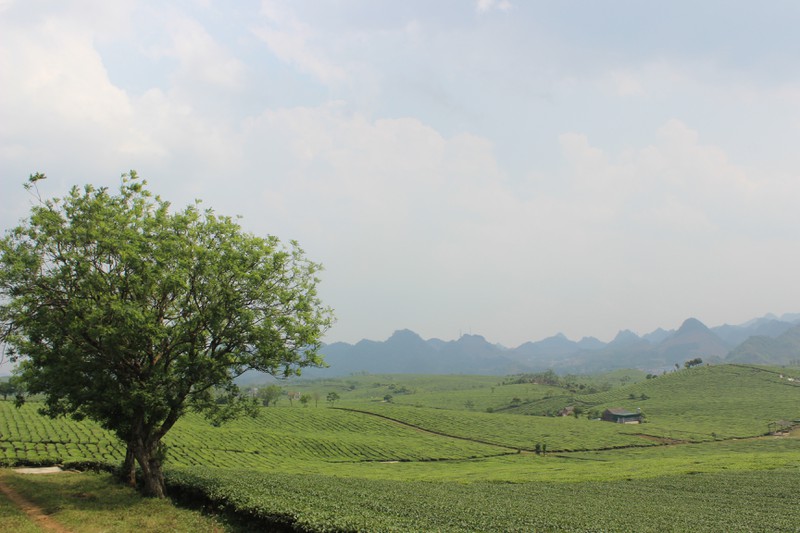 choang ngop truoc nhung doi che xanh ngut mat tren cao nguyen moc chau hinh 2