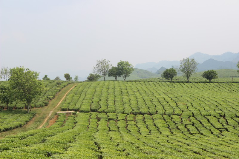 choang ngop truoc nhung doi che xanh ngut mat tren cao nguyen moc chau hinh 3
