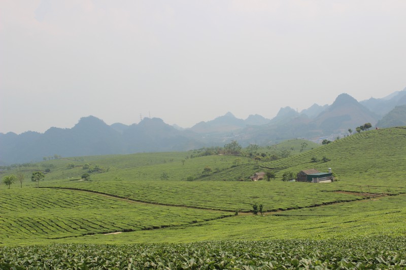 choang ngop truoc nhung doi che xanh ngut mat tren cao nguyen moc chau hinh 4