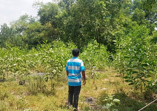 de lai thu tuyet menh, cu ong o binh dinh treo co len cay xoai hinh 1